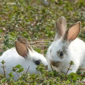 飼養(yǎng)公主兔的誤區(qū)小寵喂食 