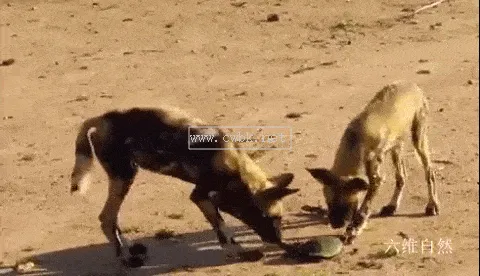 非洲野狗多少錢 