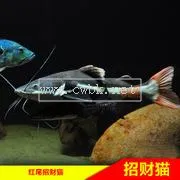 狗仔鯨能和什么魚混養(yǎng)