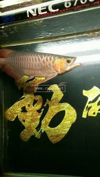 紅龍魚圖片