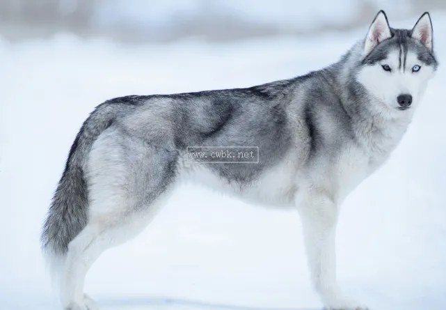 西伯利亞雪橇犬