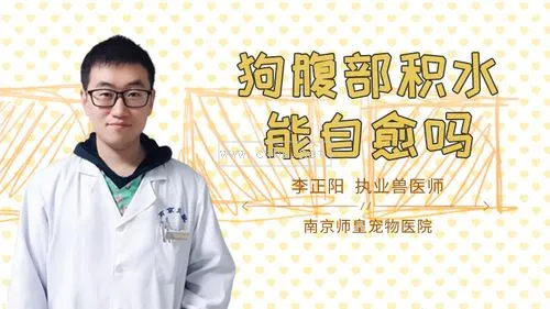 狗腹腔積液吃什么藥