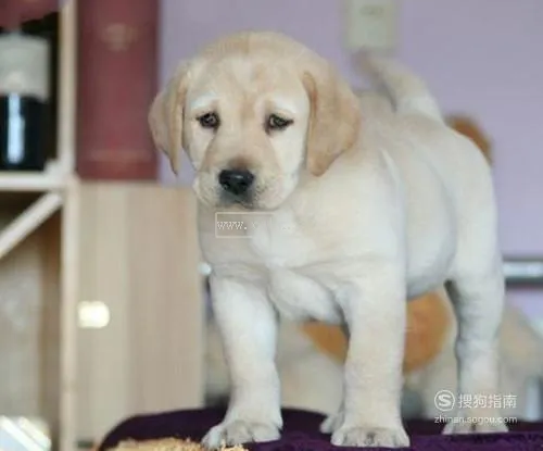 拉布拉多犬三個月幼犬多少錢一只