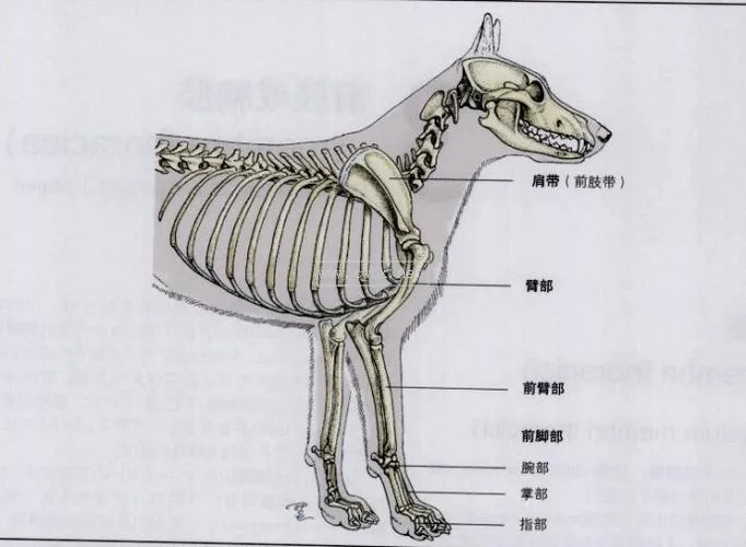 狗狗身體各部位圖解