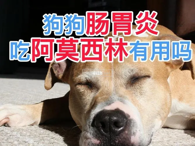 狗狗急性胃炎嚴重么