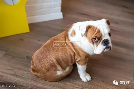 養斗牛犬有什么注意的