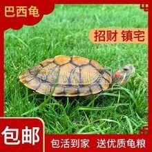 長壽龜在家里怎么養(yǎng)