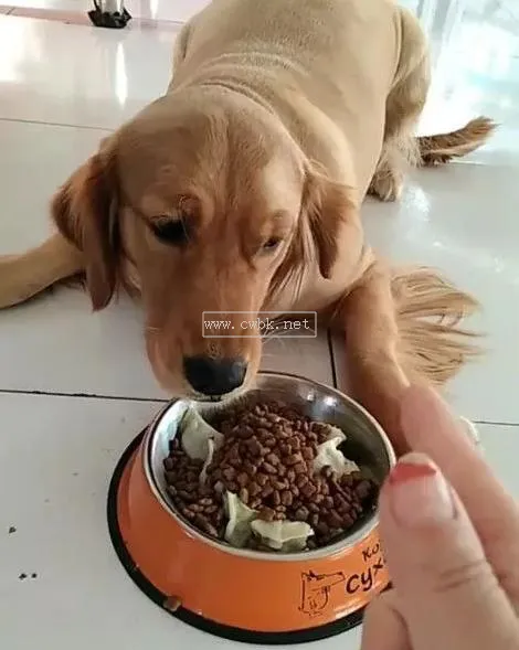 金毛狗狗吃食物就嘔吐