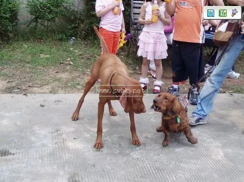 維茲拉是匈牙利國犬