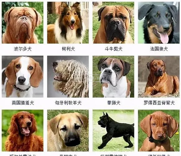 掃路最好的是什么犬