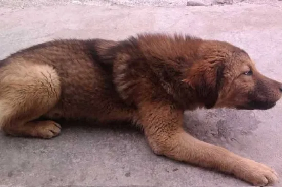 什么樣的狗有狂犬病