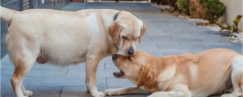 狗狗攻擊主人怎么處理