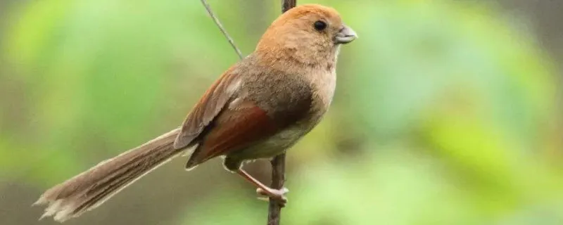 黃豆鳥怎么選才是斗鳥