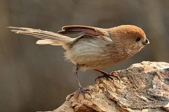 黃豆鳥怎么選才是斗鳥