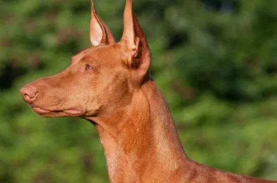 中國禁養法老王獵犬的原因，三個缺點導致法王不能養