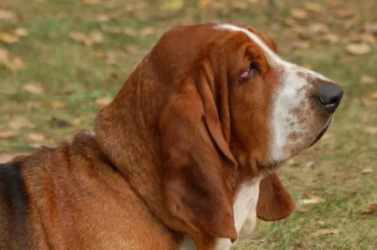 巴吉度犬為什么被禁養，會咬人叫聲大被當成禁犬