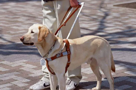 導盲犬怎么分辨紅綠燈