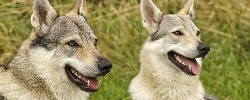 捷克狼犬在中國禁養嗎