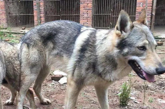 捷克狼犬在中國禁養嗎