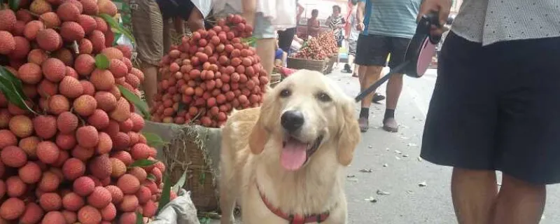 狗狗吃了荔枝核會有事嗎