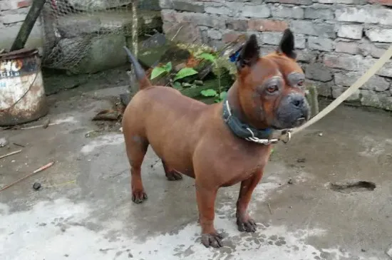 川東獵犬適合家養嗎