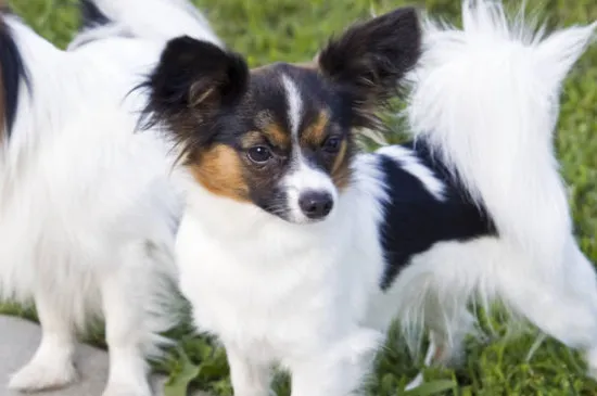 蝴蝶犬的優缺點