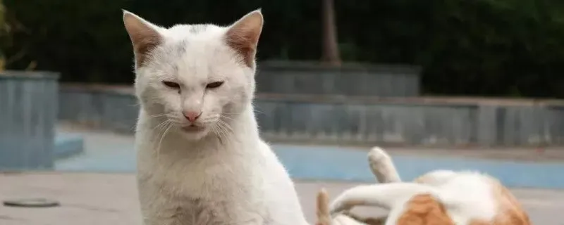 家里死了流浪貓的禁忌