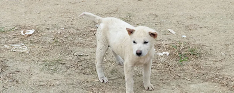 幼犬死前有什么征兆