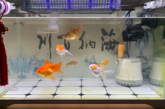 新魚入缸多久喂食