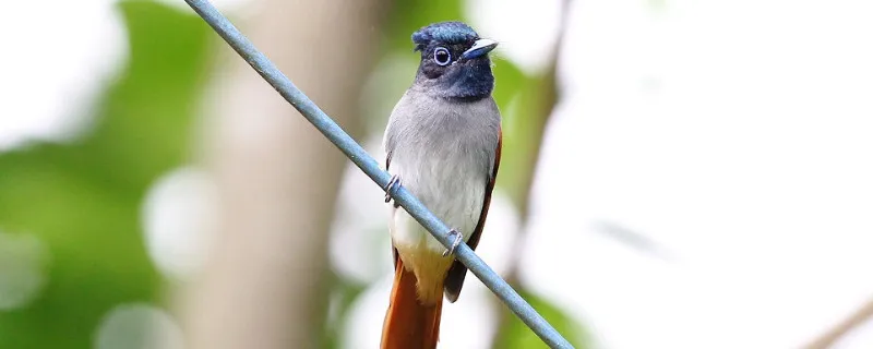 壽帶鳥為什么養不活