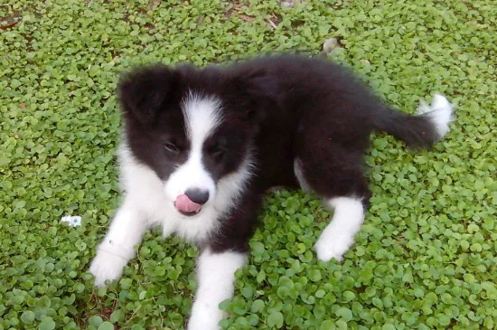 邊牧犬的缺點和優點