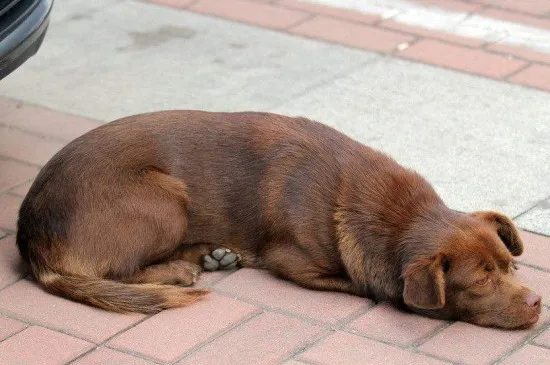 狗生小狗前有什么征兆