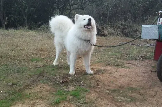 薩摩懷孕多久生