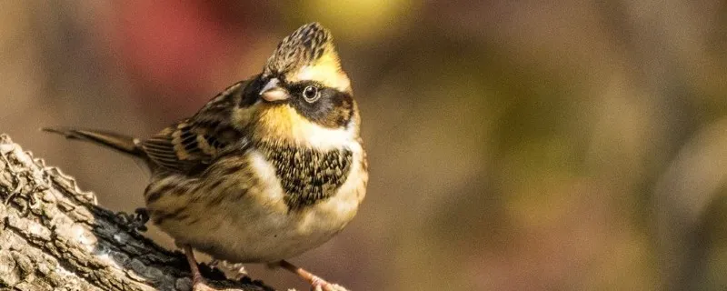 虎頭鳳鳥一年能叫多久