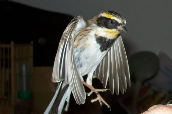 虎頭鳳鳥一年能叫多久