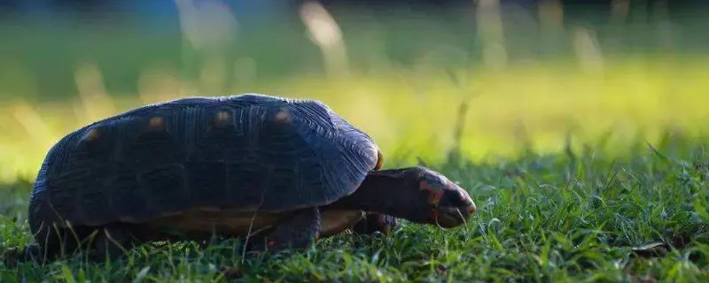 豹紋陸龜怎么分公母