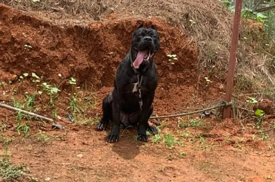 卡斯羅犬可以散養嗎