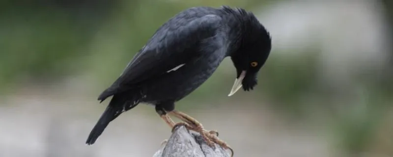 為什么八哥鳥越養越兇