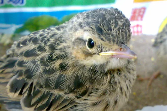 云雀鳥吃什么飼料最愛叫