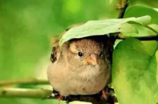 云雀鳥吃什么飼料最愛叫