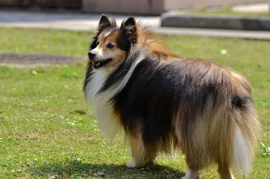 男生適合養什么小型犬