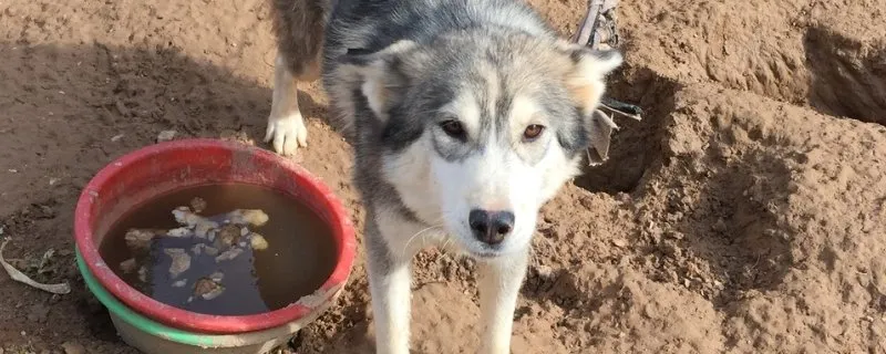 狗狗幾歲算老年，狗狗多大算老年犬