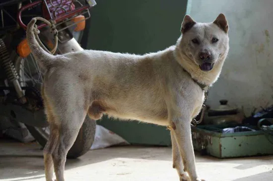 中華田園犬有哪些品種