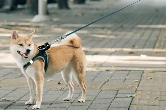 遛狗狗狗死活不走是為什么