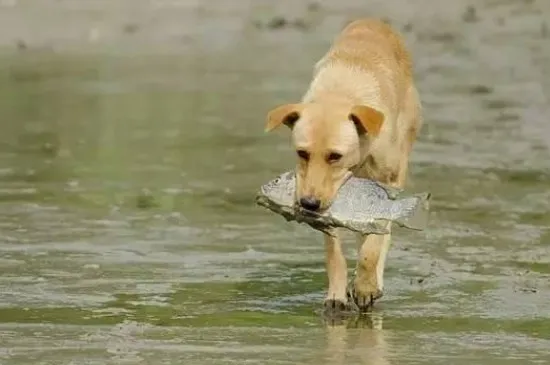 狗狗可以吃魚嗎