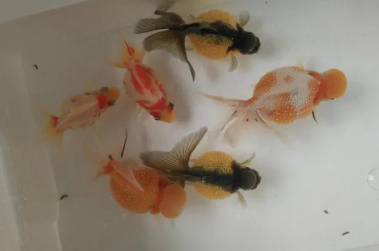 冬天金魚多久喂一次食