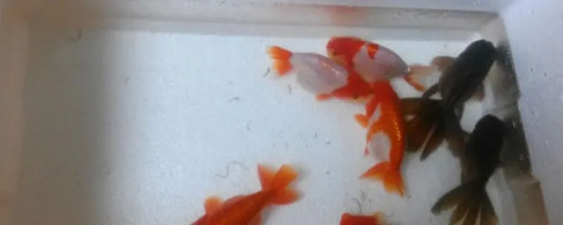 蘭壽金魚魚苗飼養技巧