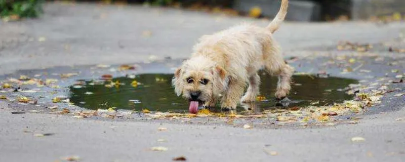 犬冠狀癥狀