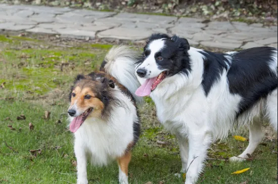 喜樂蒂牧羊犬是蘇牧嗎