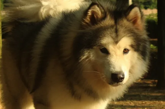 阿拉斯加犬吃什么食物